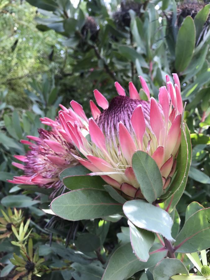 Thistle Do Bed And Breakfast Bridgetown Exteriör bild